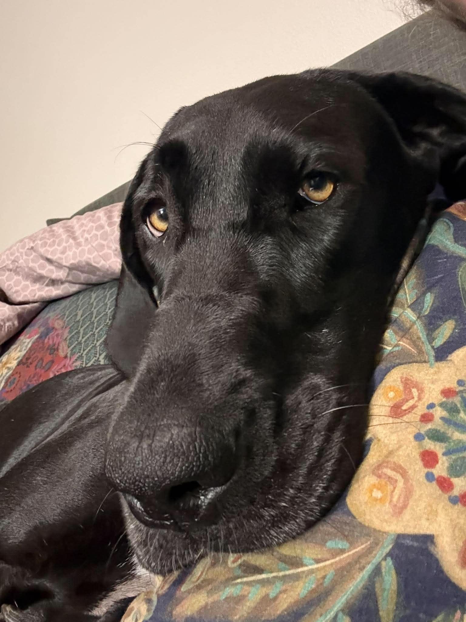 Lilly, a ADOPTABLE Great Dane in Pensacola, FL image 5/6