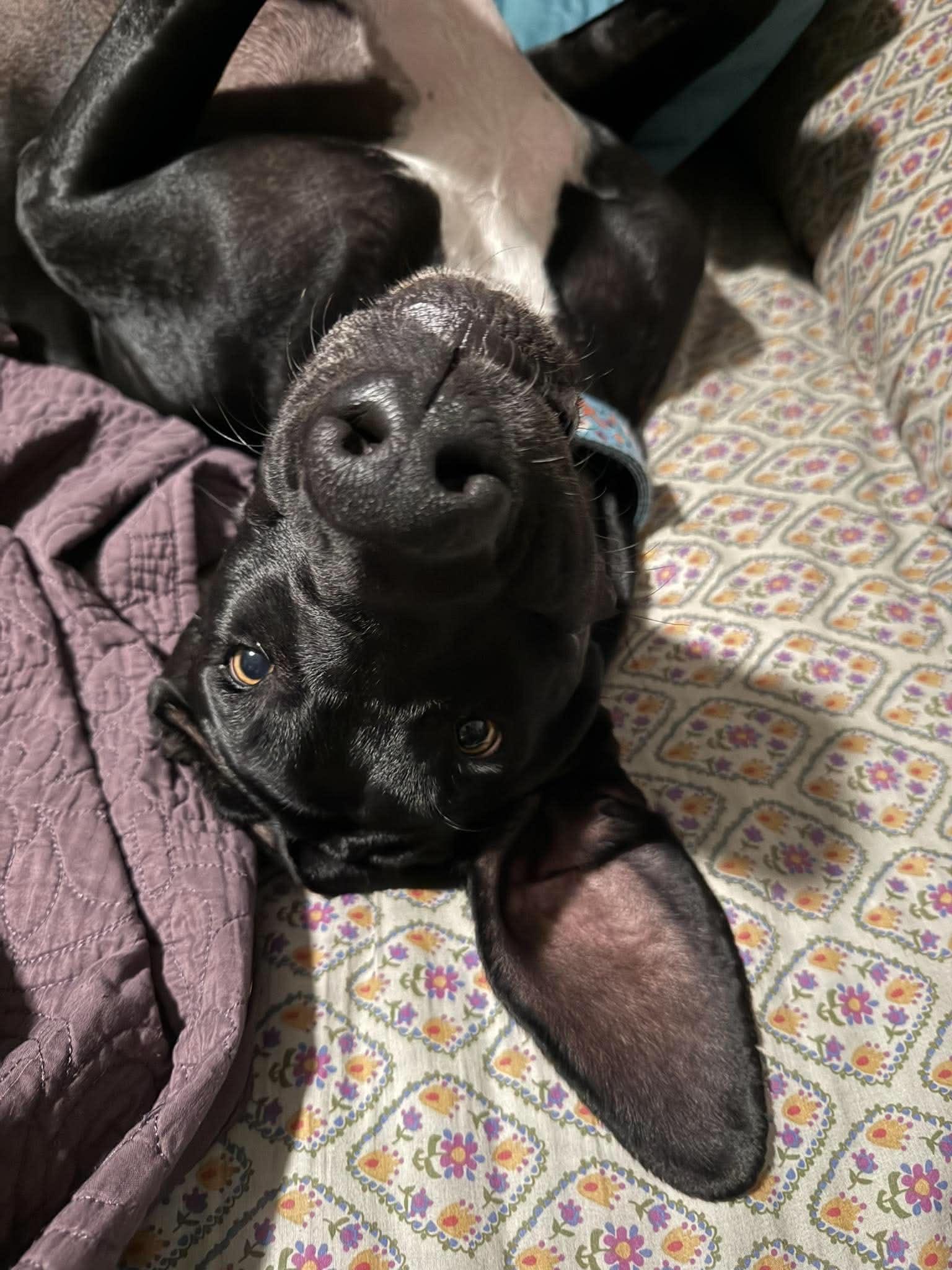 Lilly, a ADOPTABLE Great Dane in Pensacola, FL image 6/6