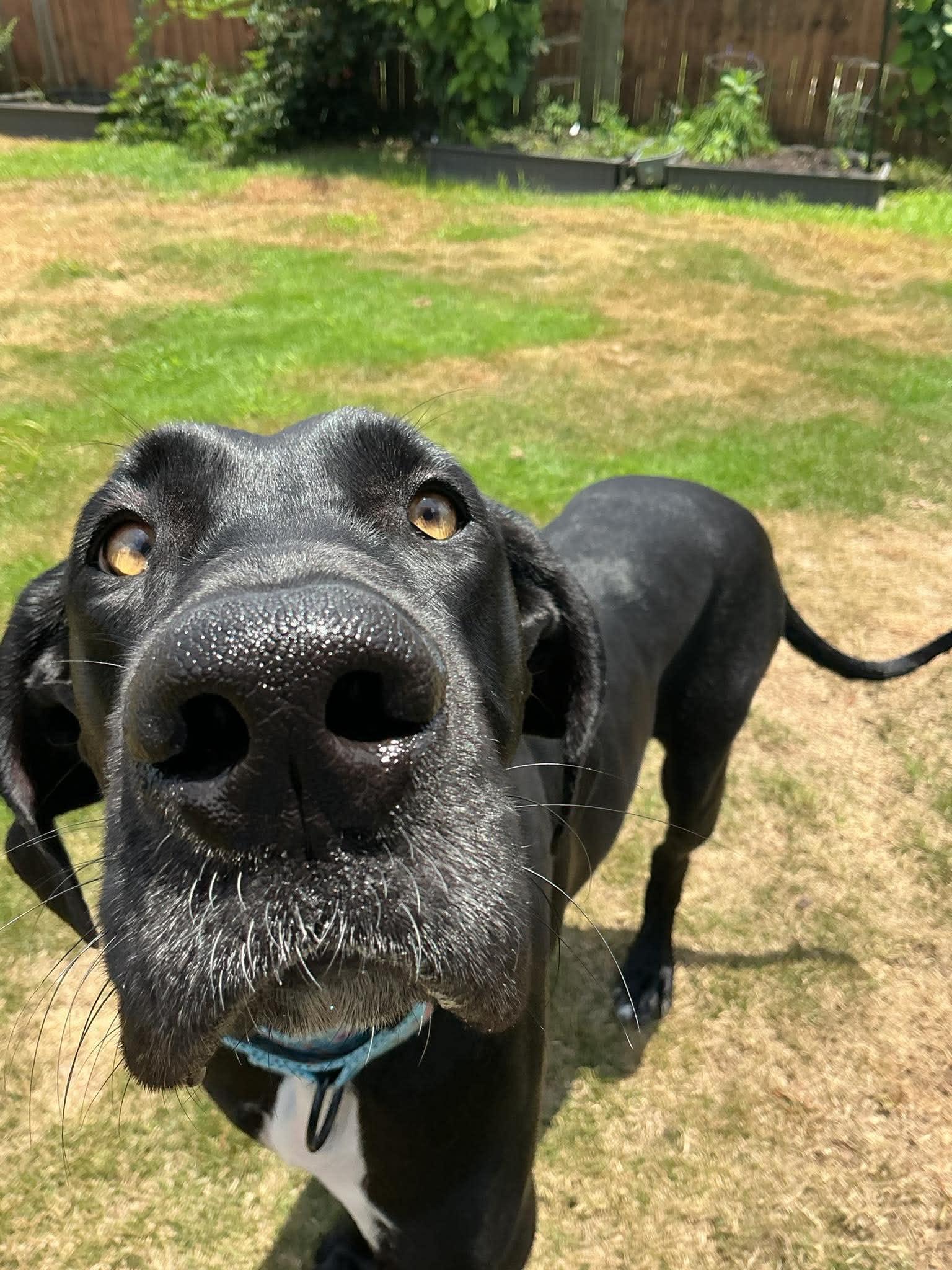Lilly, a ADOPTABLE Great Dane in Pensacola, FL image 4/6