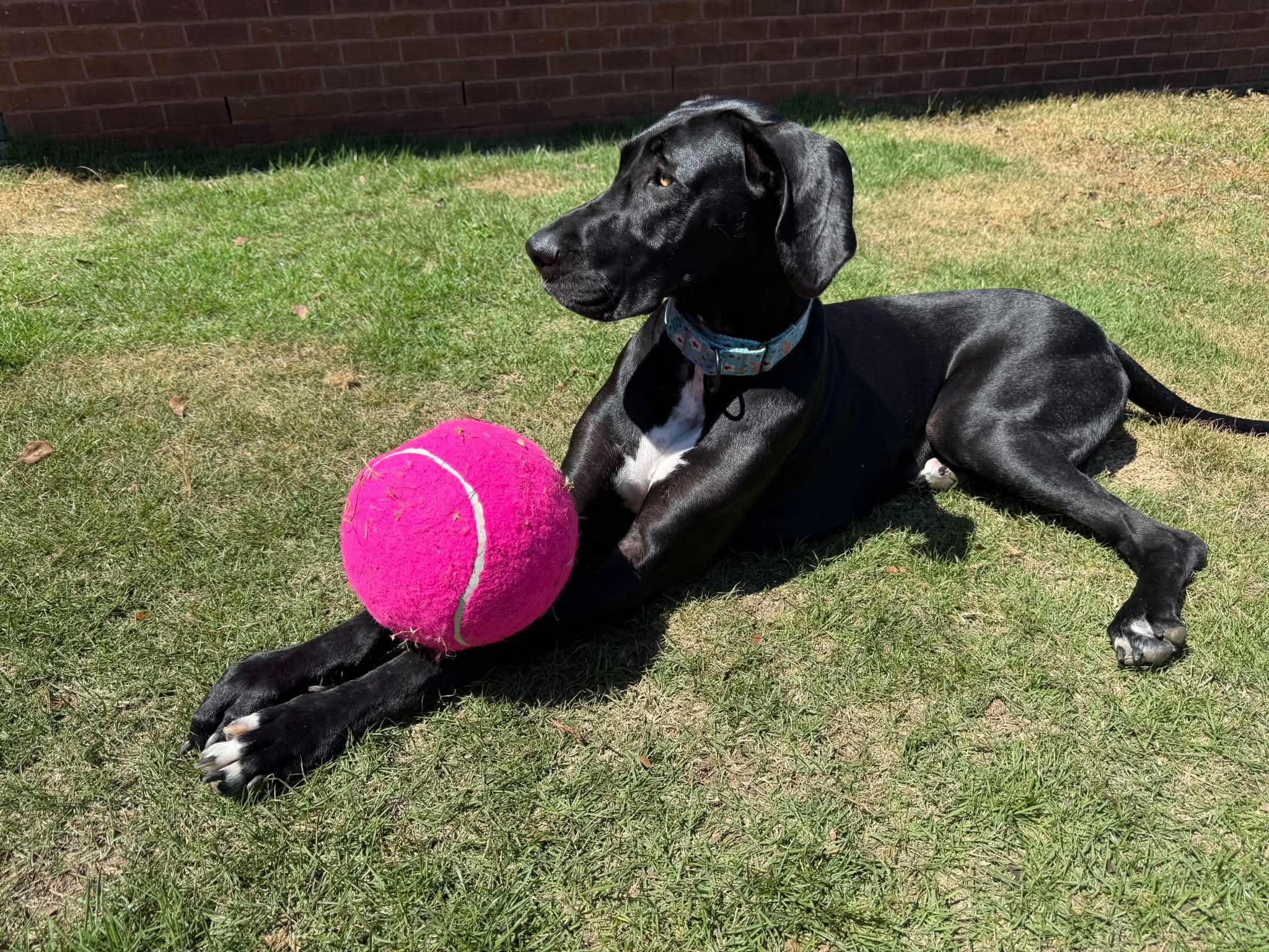 Lilly, a ADOPTABLE Great Dane in Pensacola, FL image 3/6
