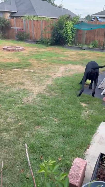 Enlarge Lilly, a ADOPTABLE Great Dane in Pensacola, FL video 2/6