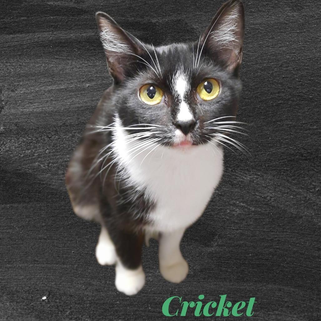 Cricket, a Adoptable Domestic Short Hair in Eureka Springs, AR image 2/2