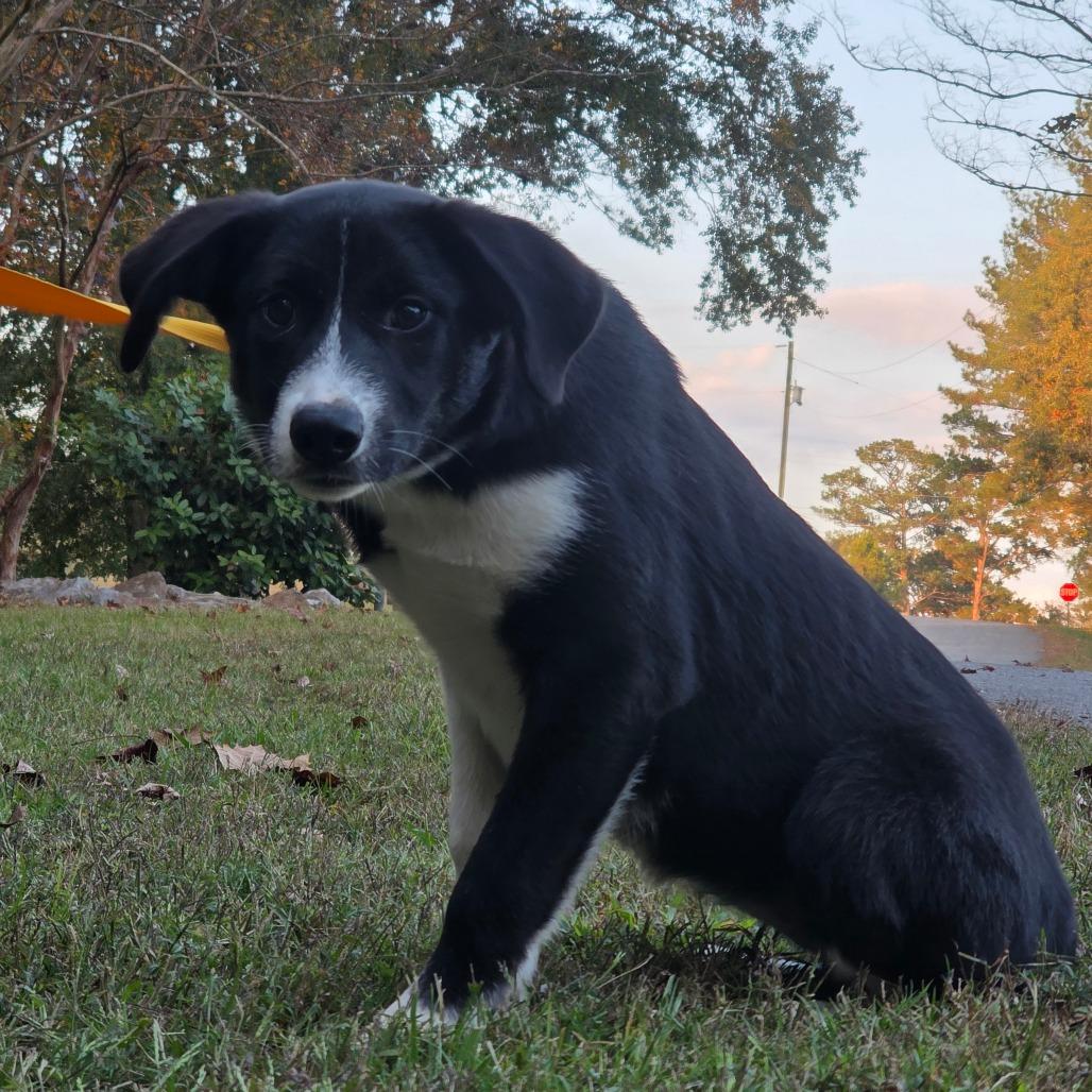 Slinky, Adoptable, Puppy Female Great Pyrenees.