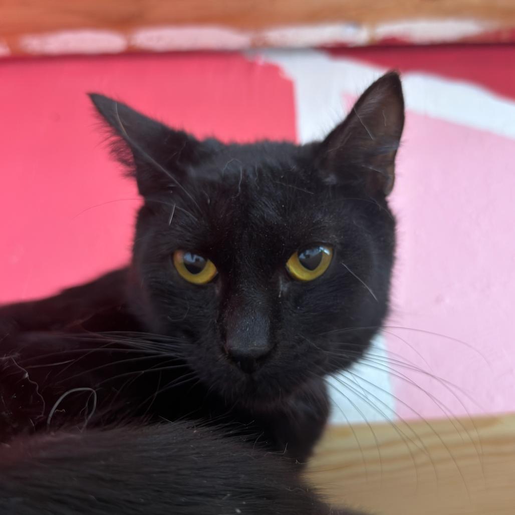 Yammy, Adoptable, Adult Male American Shorthair.