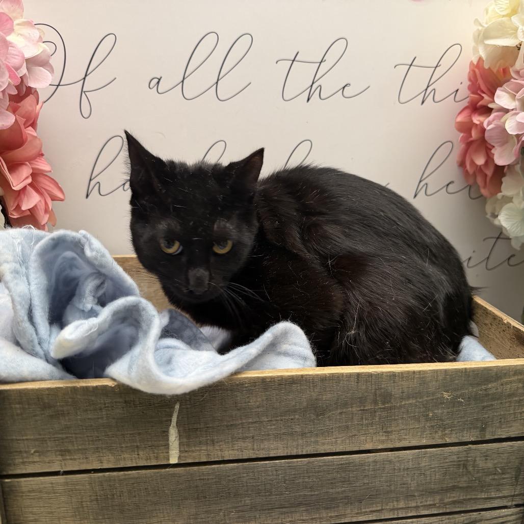 Enlarge Yammy, a Adoptable American Shorthair in Newberg, OR image 1/1