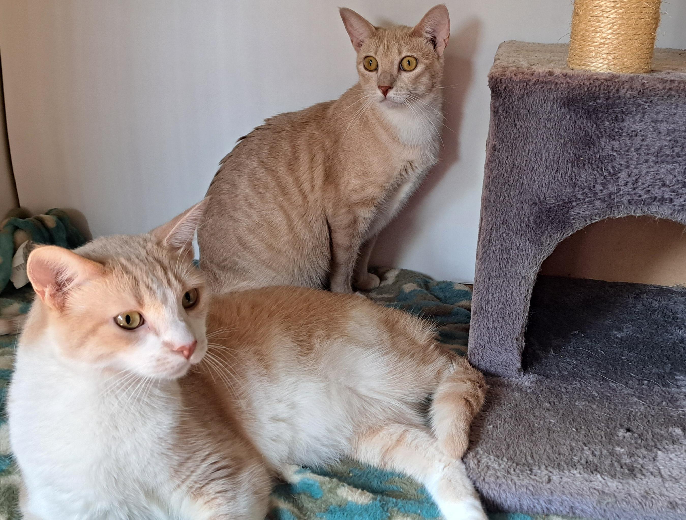 Biscuit and Sienna Siblings, a Adoptable Domestic Short Hair in Riverside, CA image 1/6