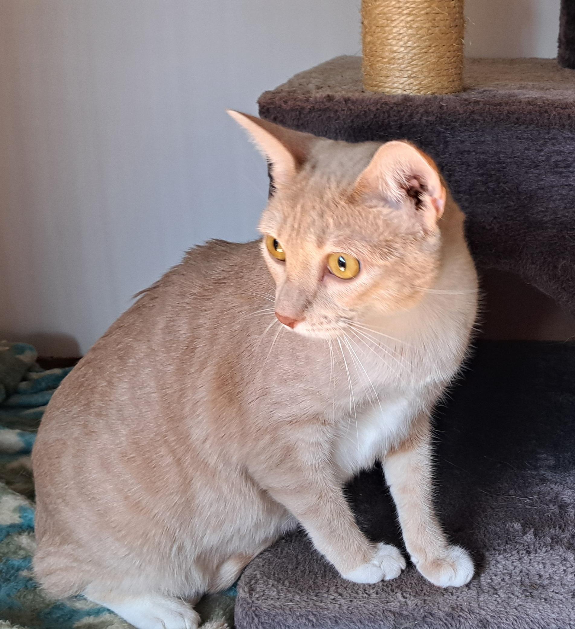 Biscuit and Sienna Siblings, a Adoptable Domestic Short Hair in Riverside, CA image 2/6