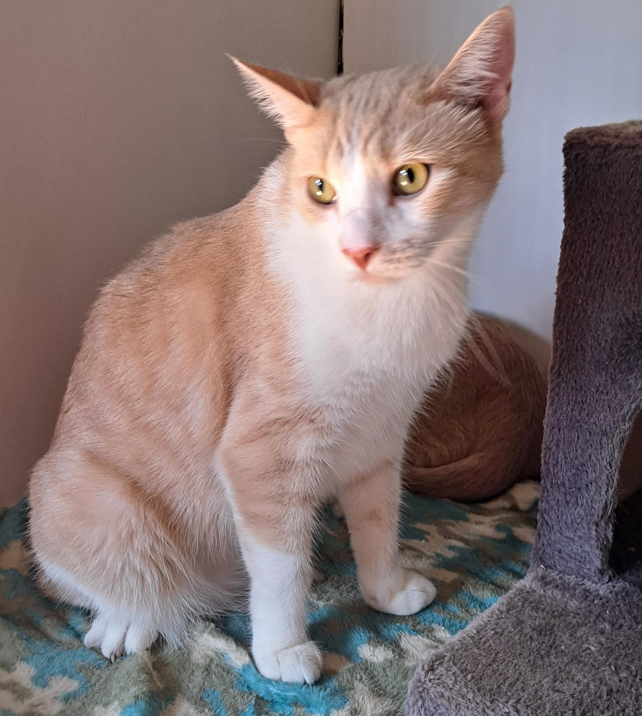 Biscuit and Sienna Siblings, a Adoptable Domestic Short Hair in Riverside, CA image 4/6