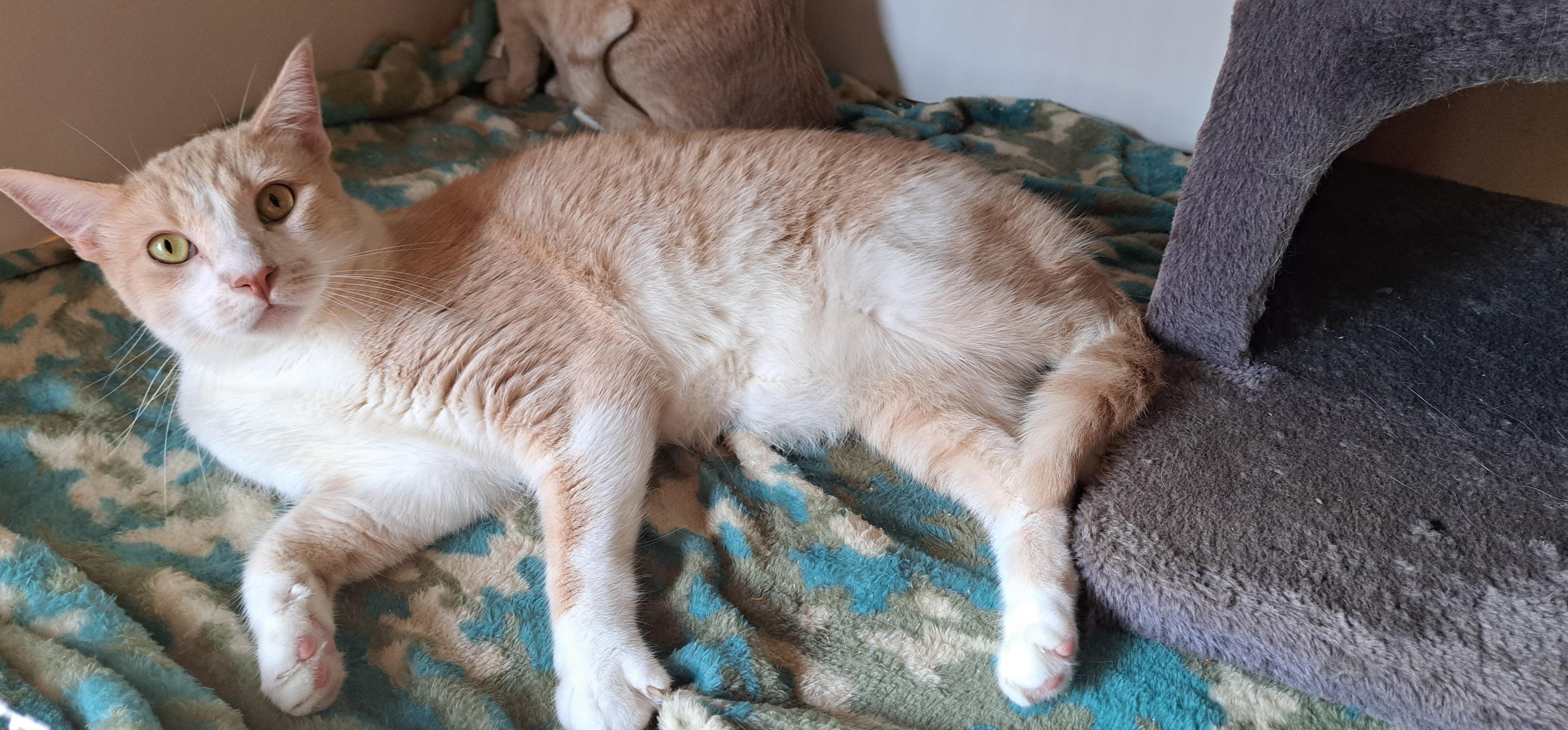 Biscuit and Sienna Siblings, a Adoptable Domestic Short Hair in Riverside, CA image 6/6