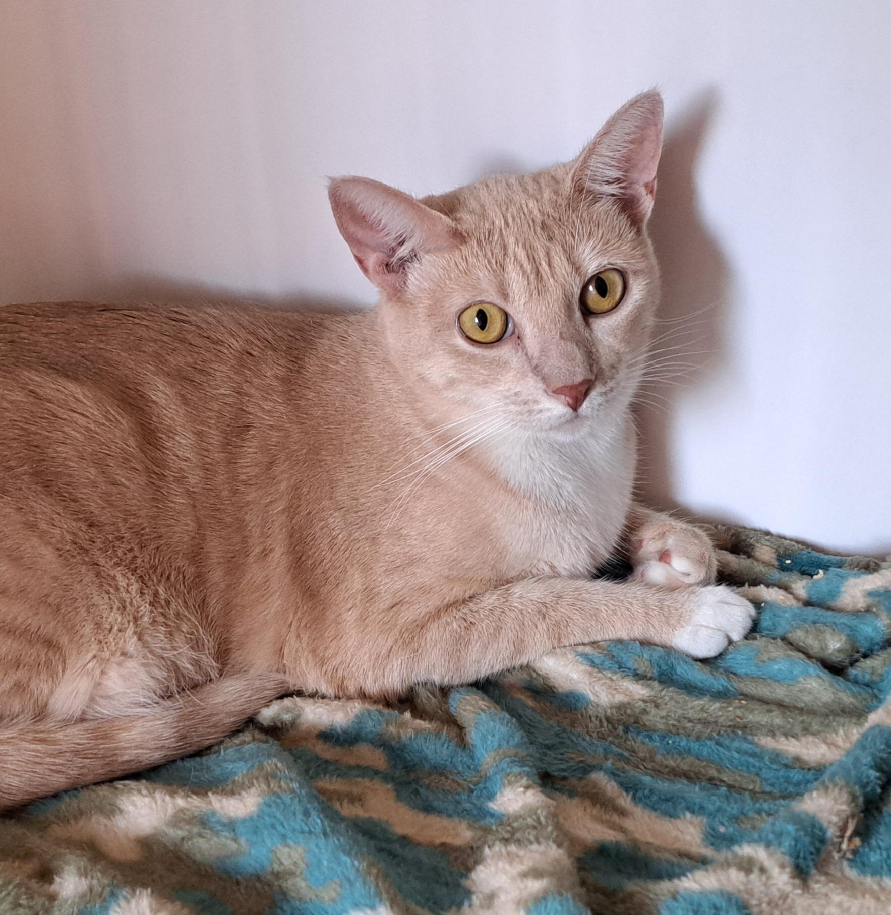 Biscuit and Sienna Siblings, a Adoptable Domestic Short Hair in Riverside, CA image 3/6