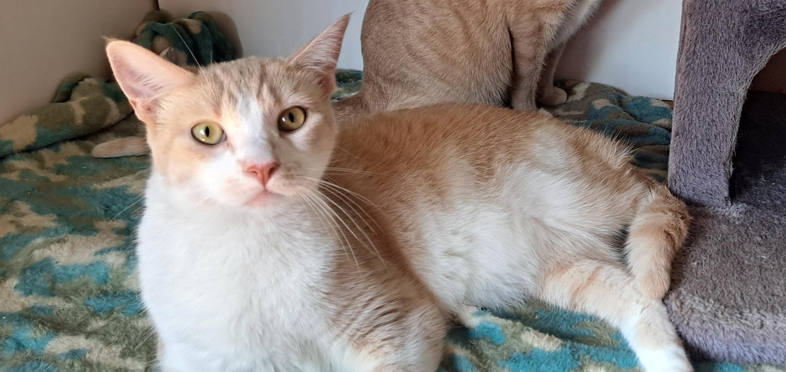 Biscuit and Sienna Siblings, a Adoptable Domestic Short Hair in Riverside, CA image 5/6