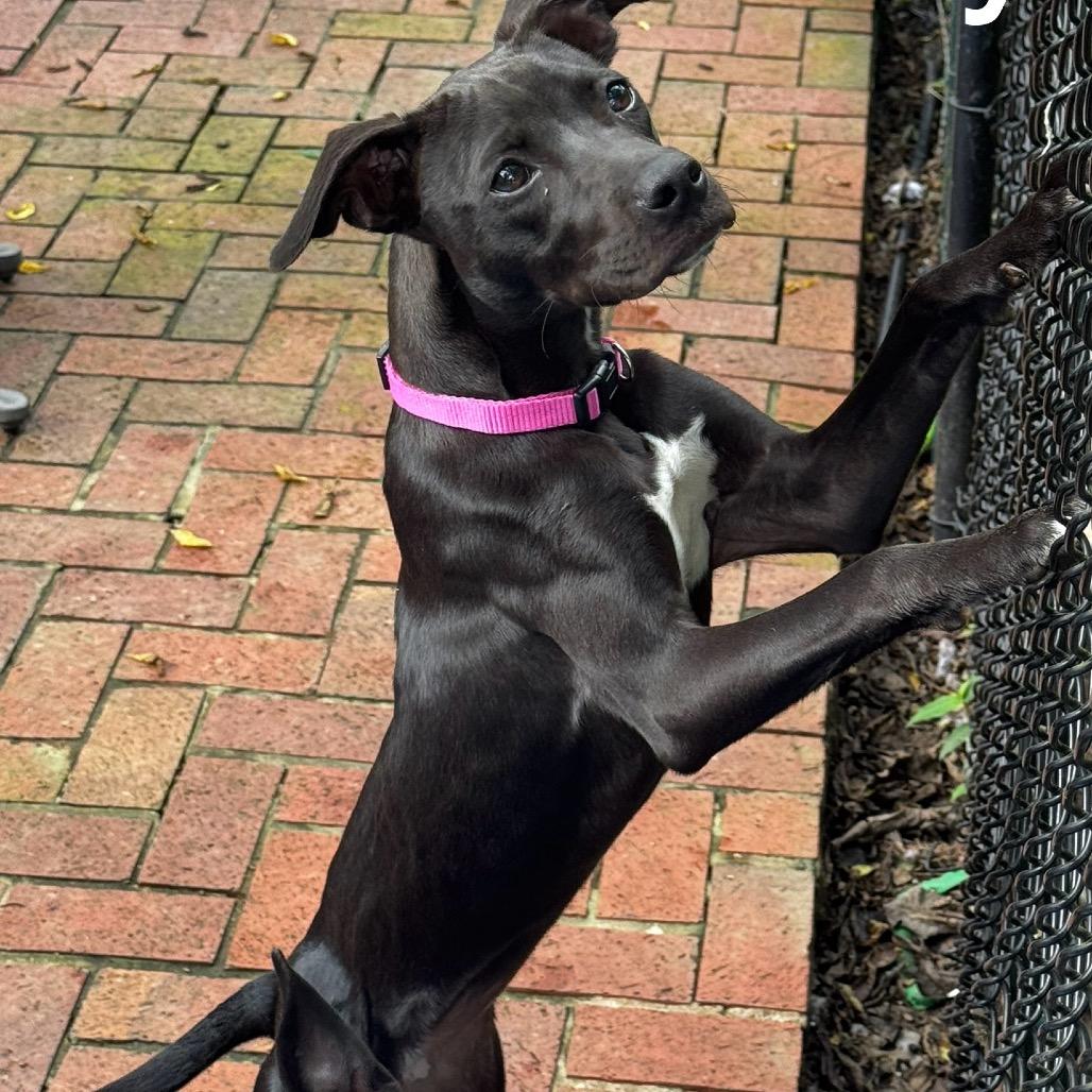 Narley, Adoptable, Adult Male Chocolate Labrador Retriever & Mixed Breed.