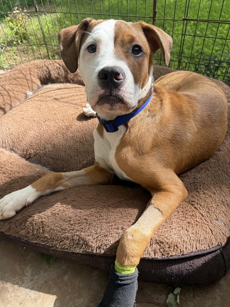 Grimm, Adoptable, Puppy Male Boxer & Mixed Breed.