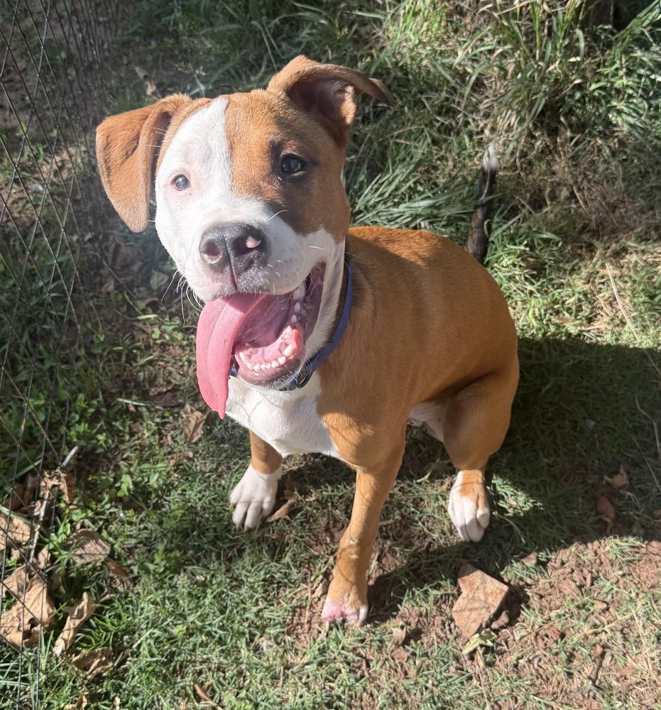 Grimm, Adoptable, Puppy Male Boxer & Mixed Breed.