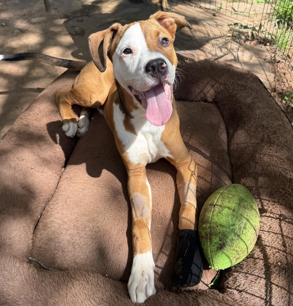 Enlarge Grimm, a Adoptable mixed breed in Warr Acres, OK image 2/6