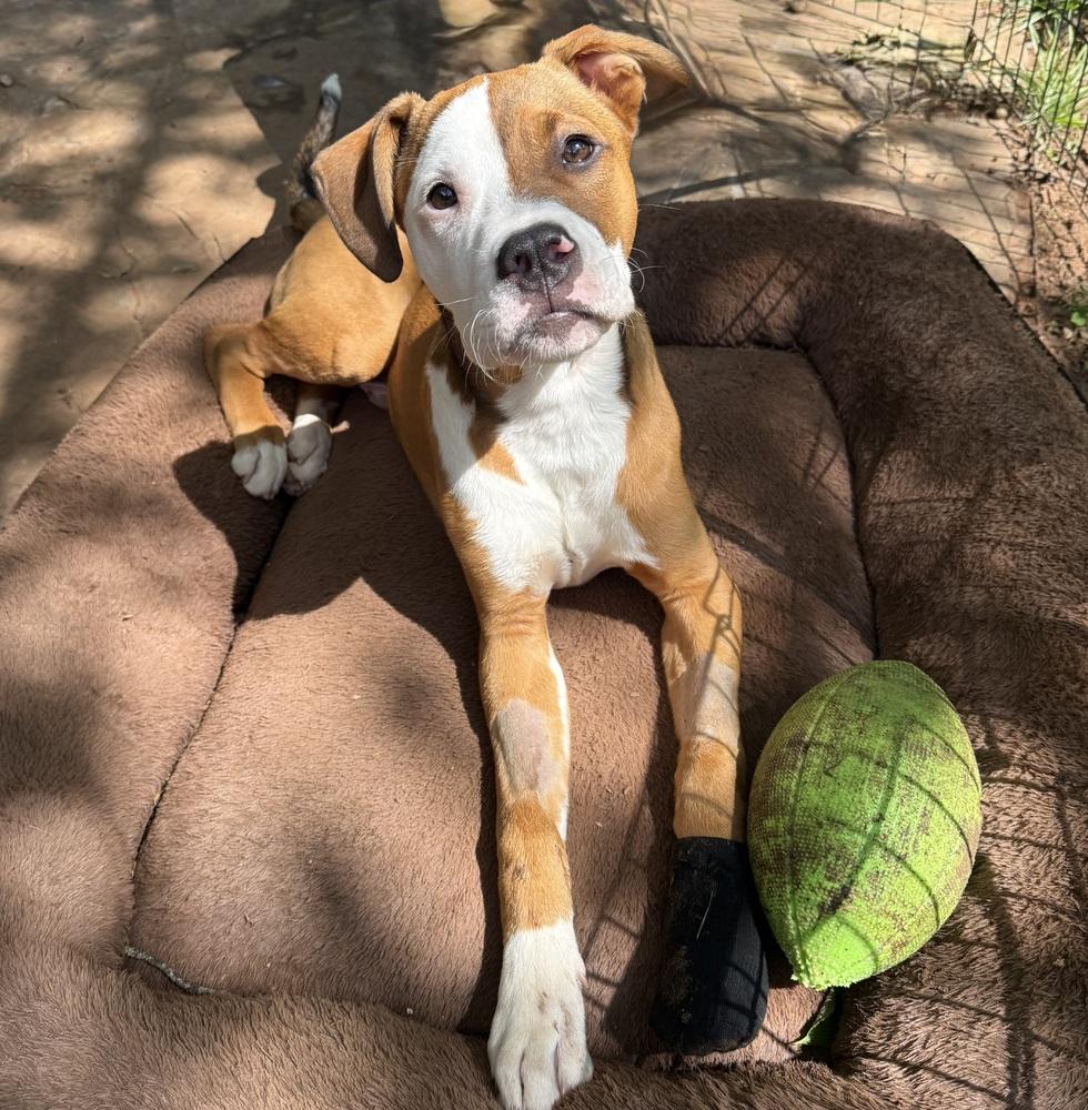 Enlarge Grimm, a Adoptable mixed breed in Warr Acres, OK image 5/6