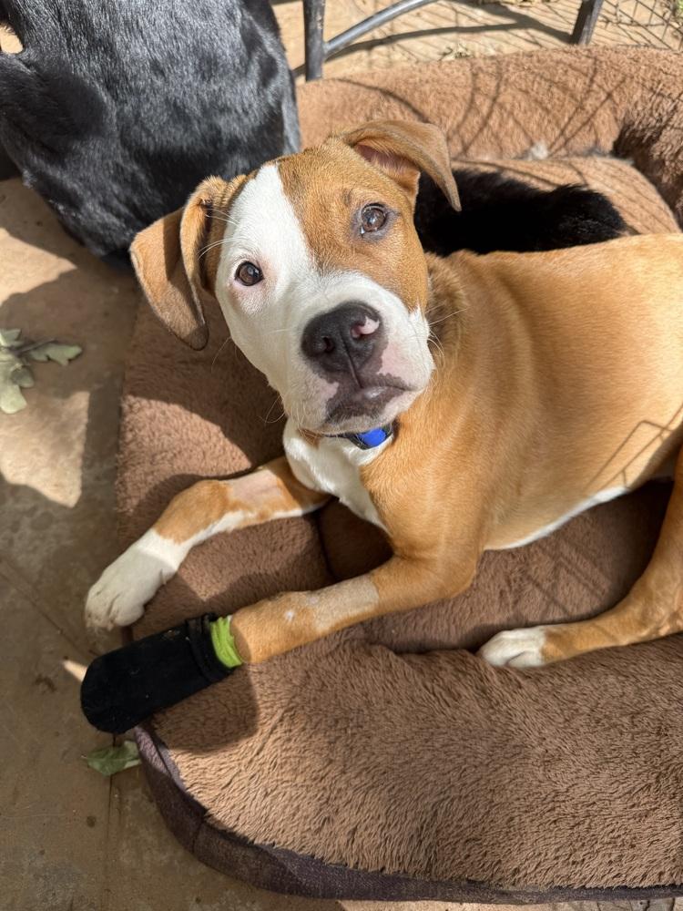 Enlarge Grimm, a Adoptable mixed breed in Warr Acres, OK image 6/6