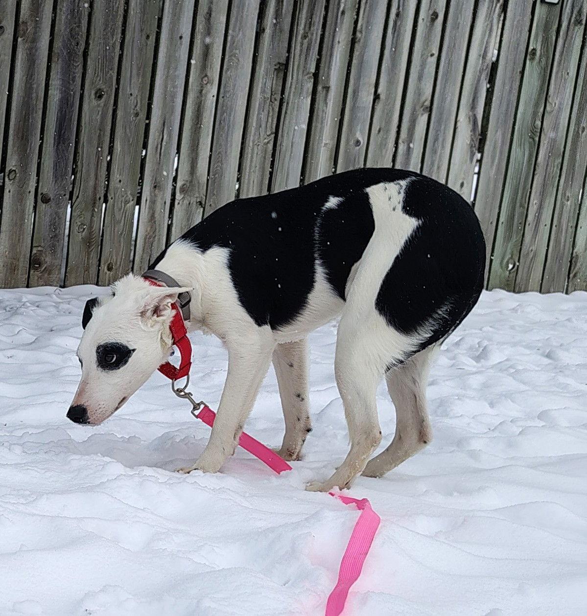 Daisy3, Adoptable, Young Female Border Collie.