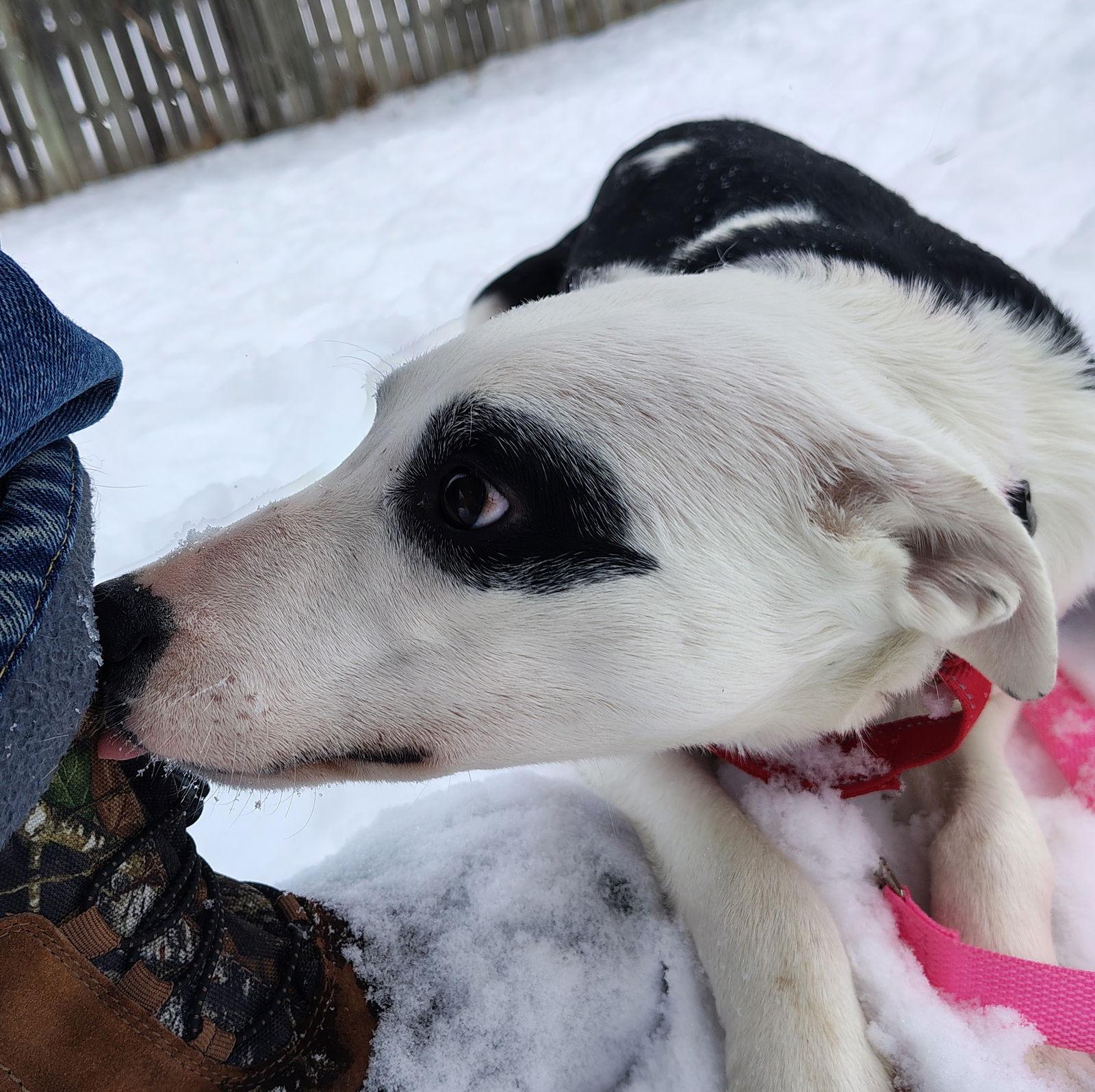 Enlarge Daisy3, a Adoptable Border Collie in Cottage Grove, MN image 2/3