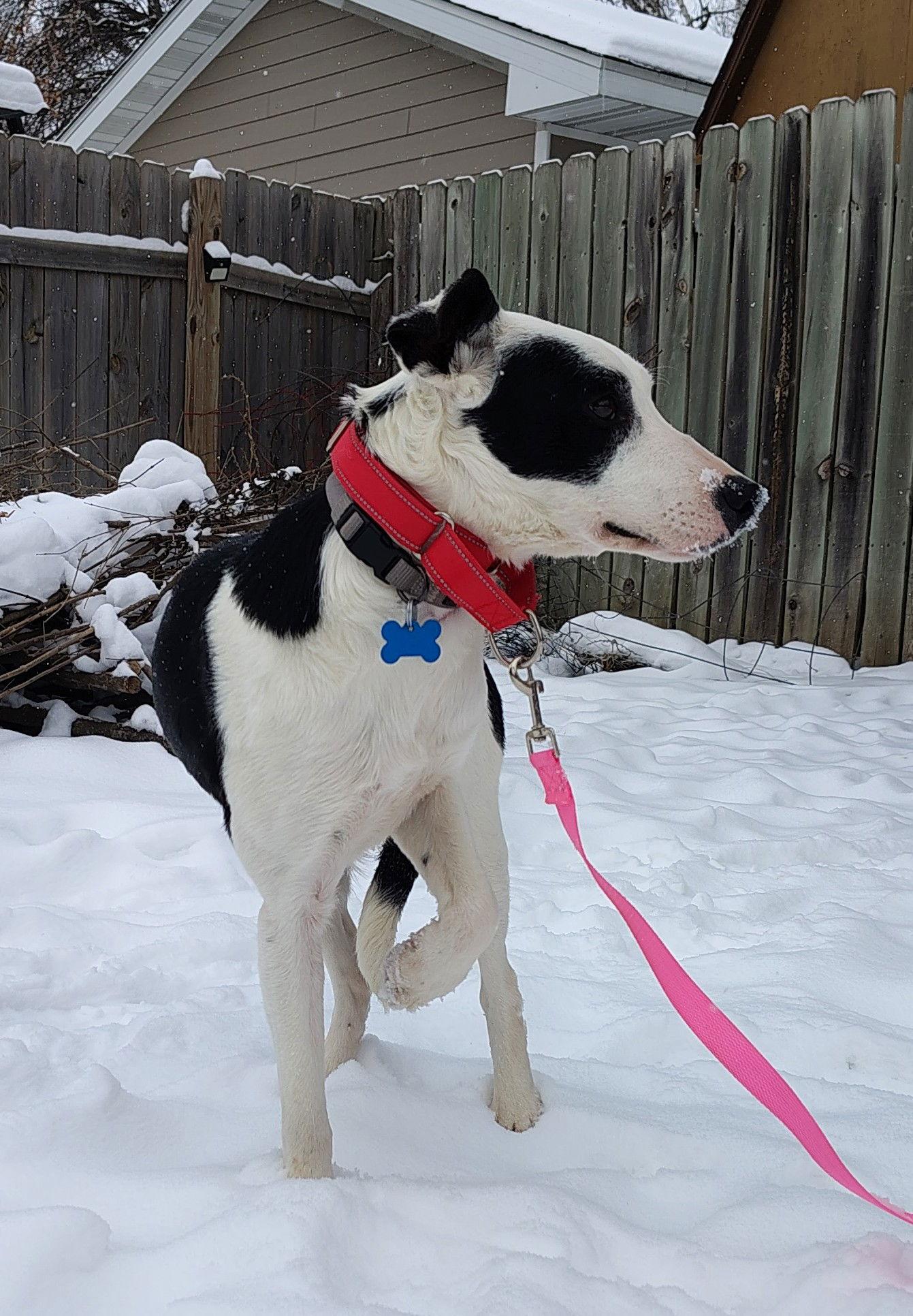 Enlarge Daisy3, a Adoptable Border Collie in Cottage Grove, MN image 3/3