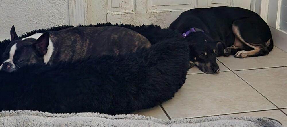 Luna, Adoptable, Adult Female Labrador Retriever & Doberman Pinscher.