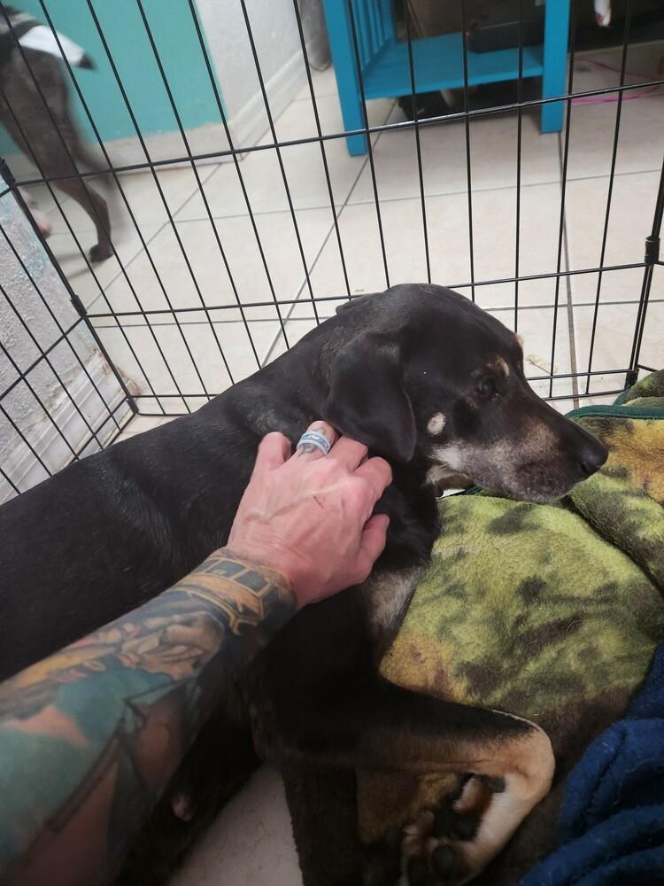 Enlarge Luna, a Adoptable mixed breed in St. Petersburg, FL image 2/6