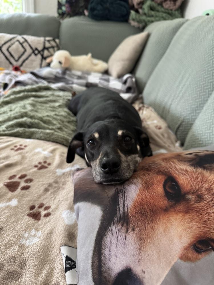 Enlarge Luna, a Adoptable mixed breed in St. Petersburg, FL image 3/6