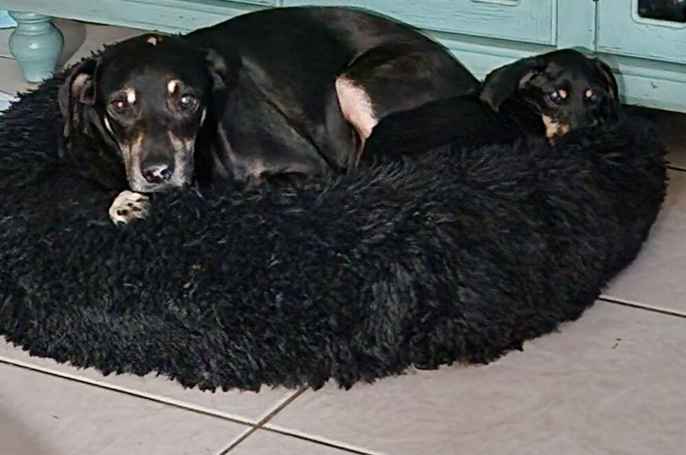 Enlarge Luna, a Adoptable mixed breed in St. Petersburg, FL image 4/6