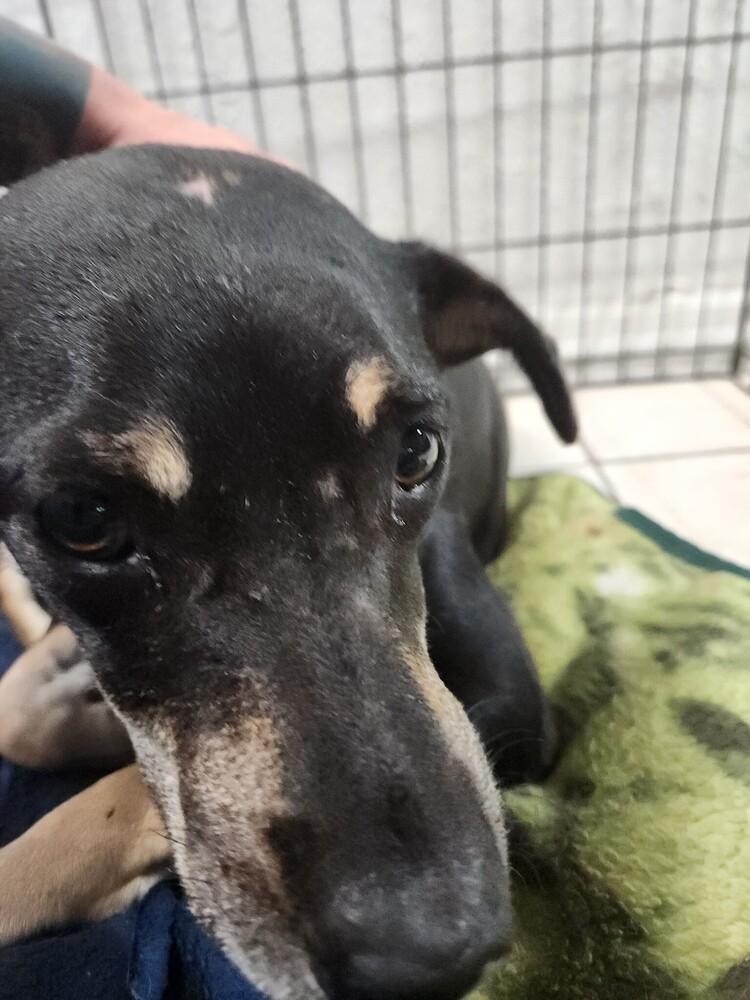 Enlarge Luna, a Adoptable mixed breed in St. Petersburg, FL image 5/6