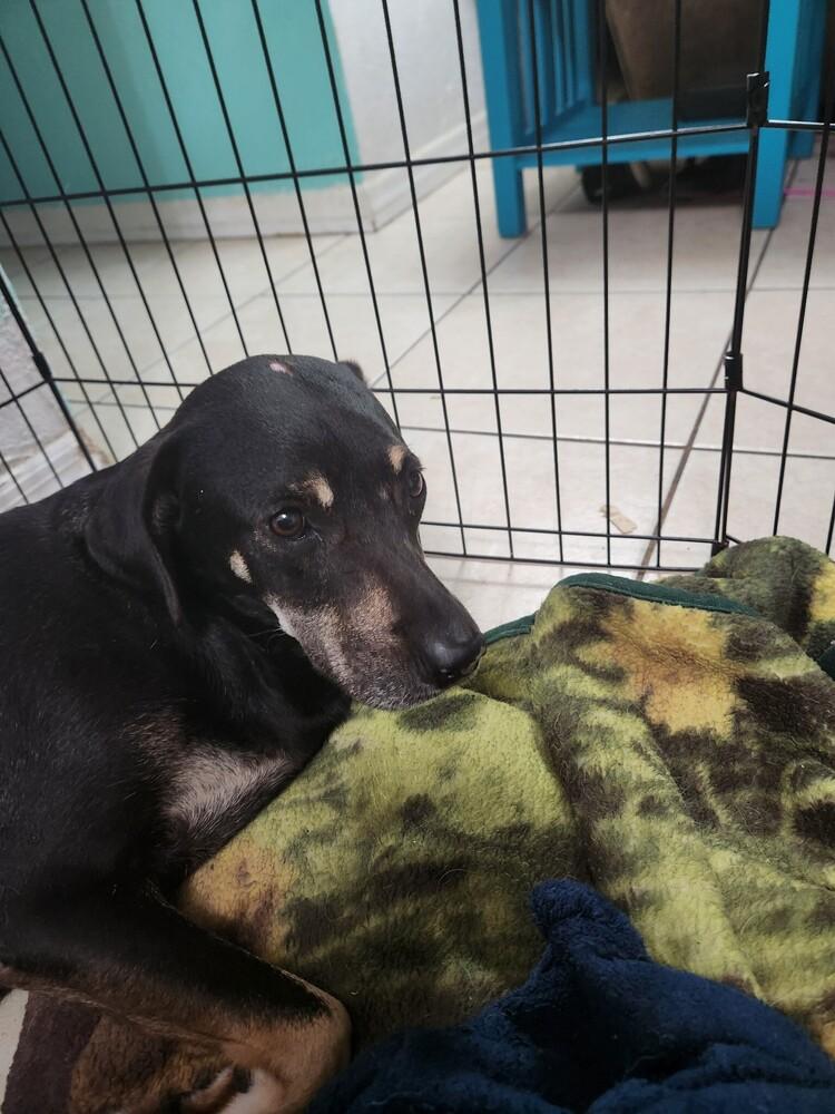 Enlarge Luna, a Adoptable mixed breed in St. Petersburg, FL image 6/6