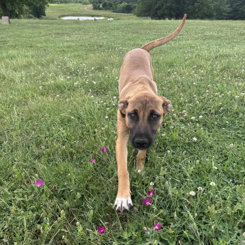 Melody, Adoptable, Young Female Belgian Shepherd / Malinois.