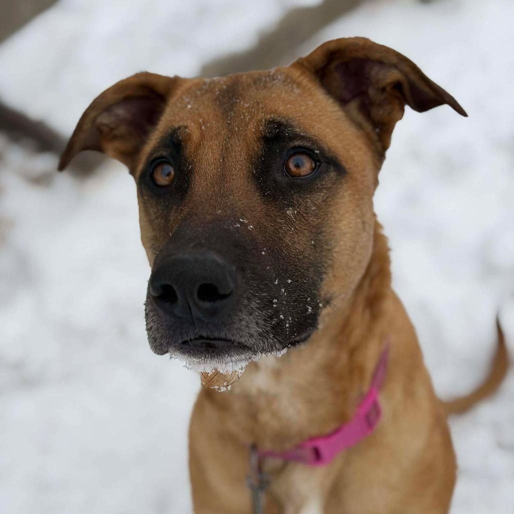 Enlarge Melody, a Adoptable mixed breed in Tulsa, OK image 2/6