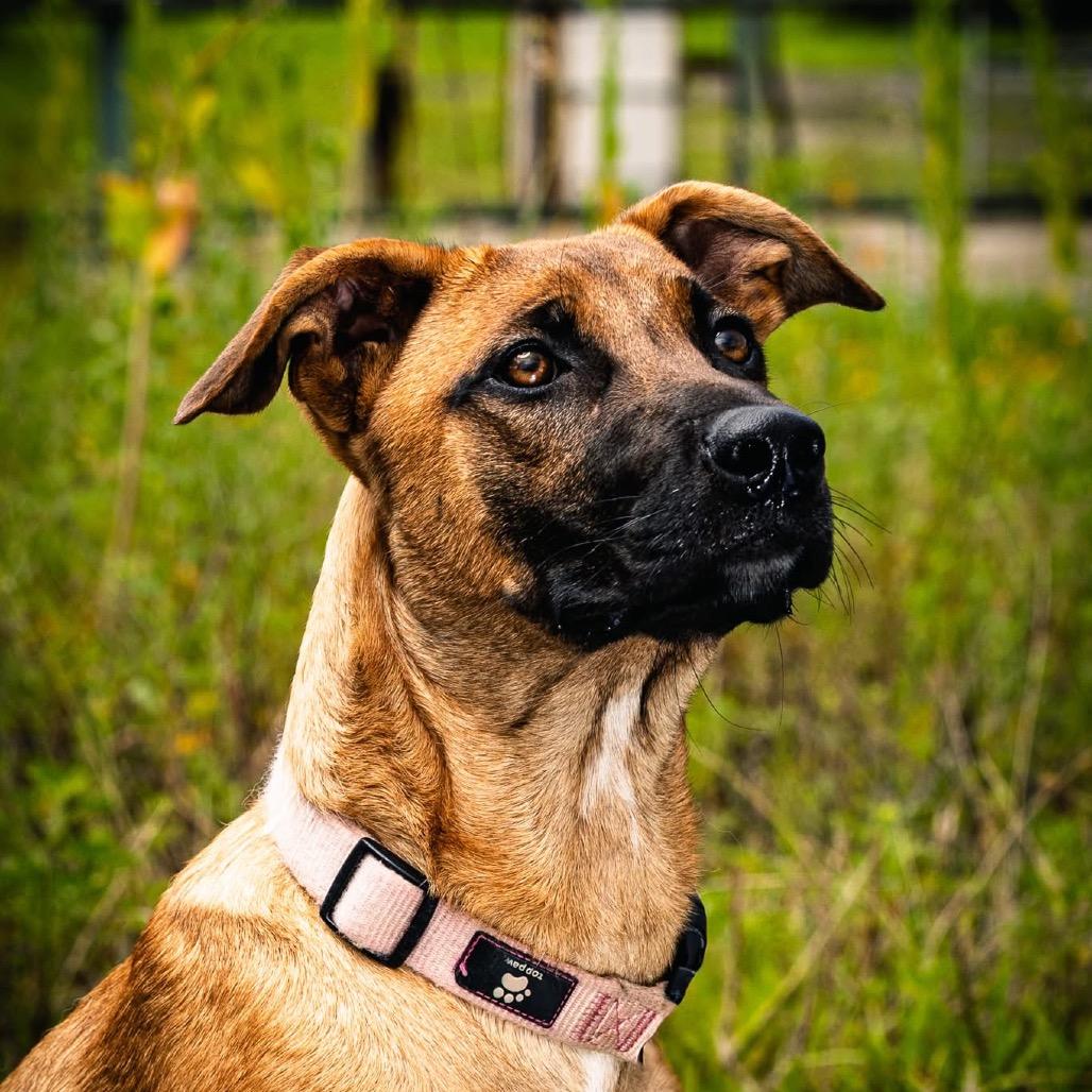 Enlarge Melody, a Adoptable mixed breed in Tulsa, OK image 3/4