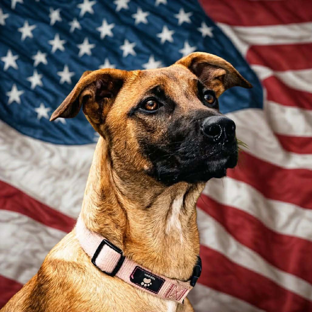 Enlarge Melody, a Adoptable mixed breed in Tulsa, OK image 6/6