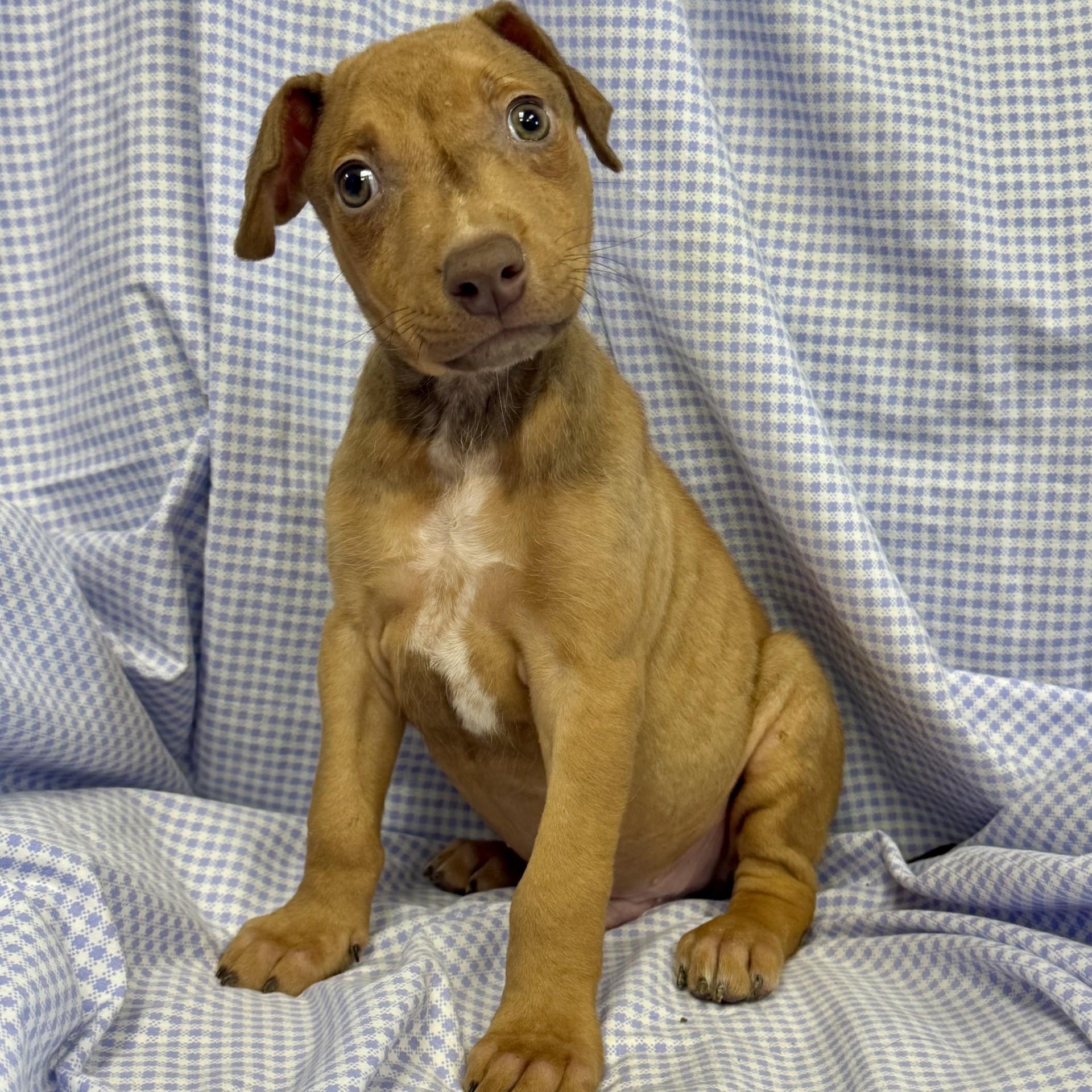 Esmond (CONC-A-8675)