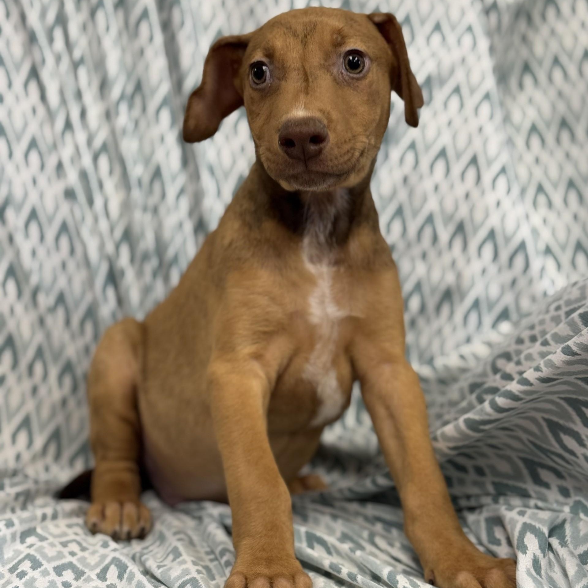 Esmond (CONC-A-8675)