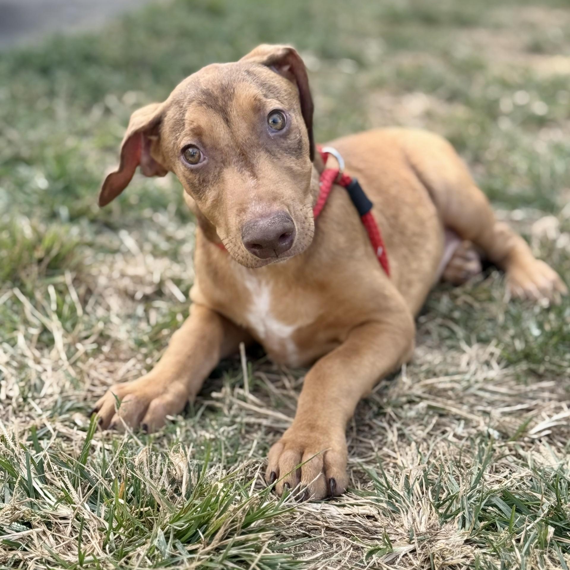 Esmond (CONC-A-8675)