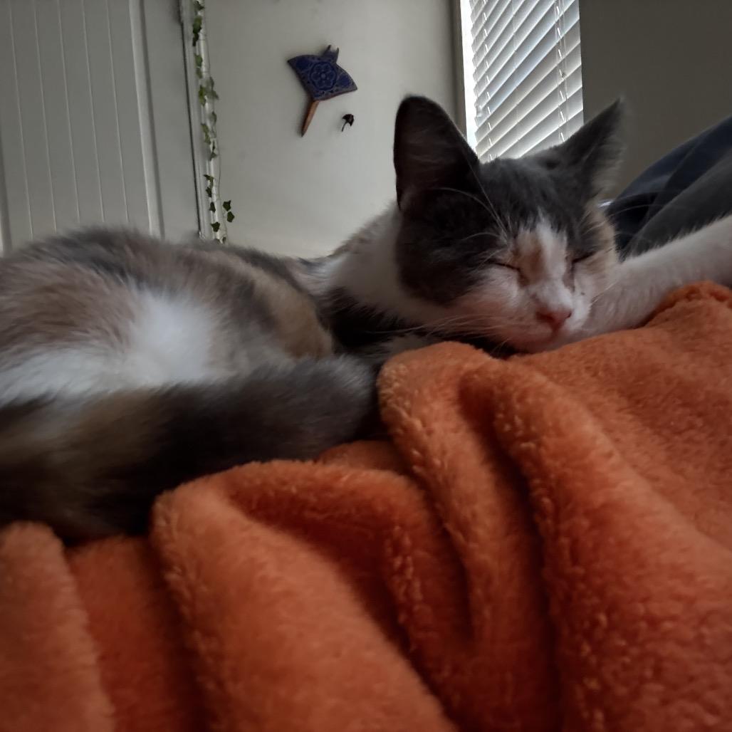 Mary Lou, Adoptable, Young Female Domestic Short Hair.