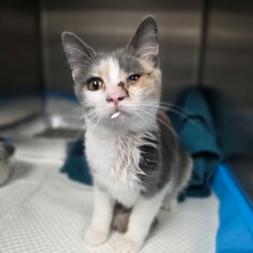 Enlarge Mary Lou, a Adoptable mixed breed in Fort Collins, CO image 2/4