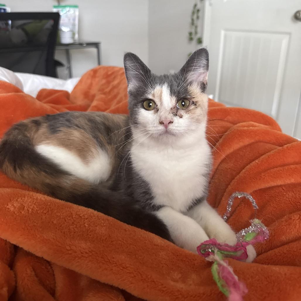 Enlarge Mary Lou, a Adoptable mixed breed in Fort Collins, CO image 3/4