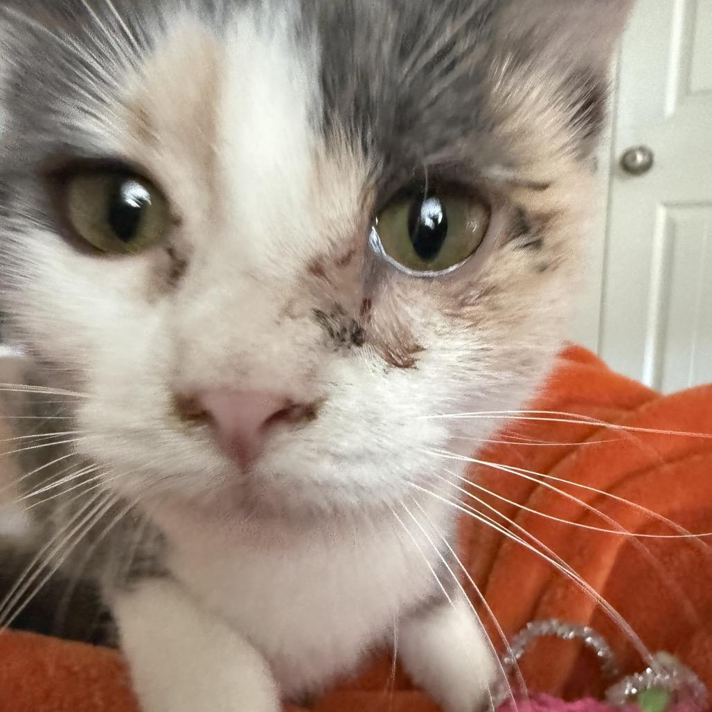 Enlarge Mary Lou, a Adoptable mixed breed in Fort Collins, CO image 4/4