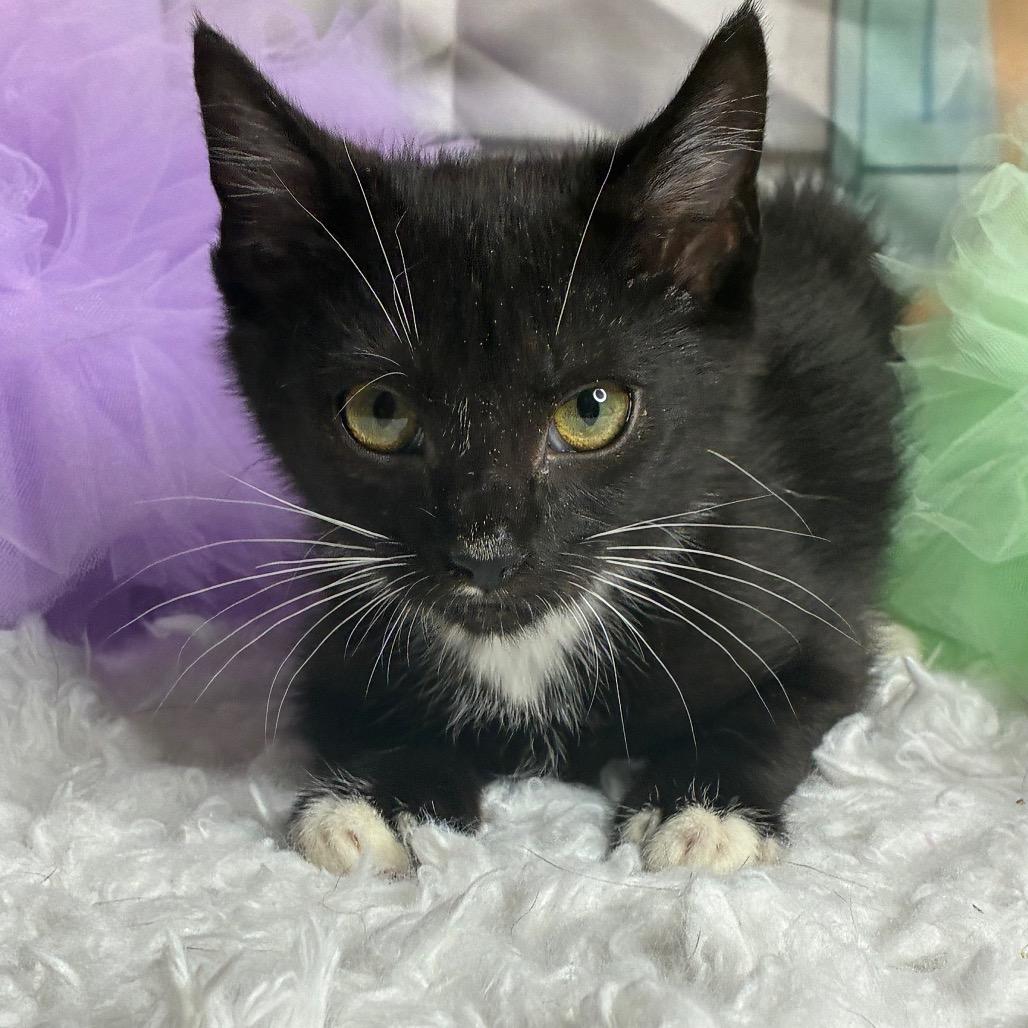 Enlarge Snappy, a Adoptable Domestic Short Hair in Brownsboro, AL image 1/2