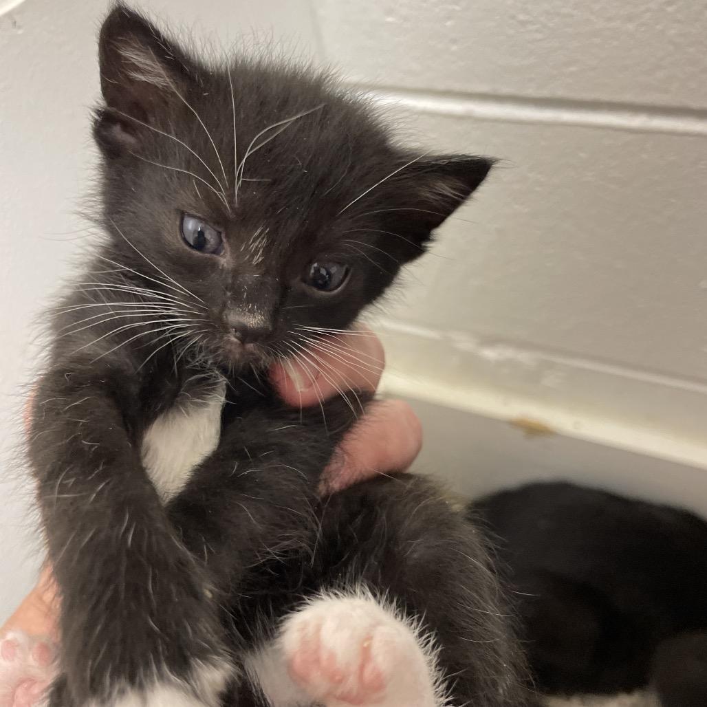 Enlarge Snappy, a Adoptable Domestic Short Hair in Brownsboro, AL image 2/2
