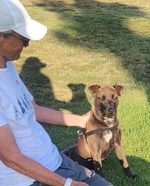 Jade, Adoptable, Young Female Dutch Shepherd.