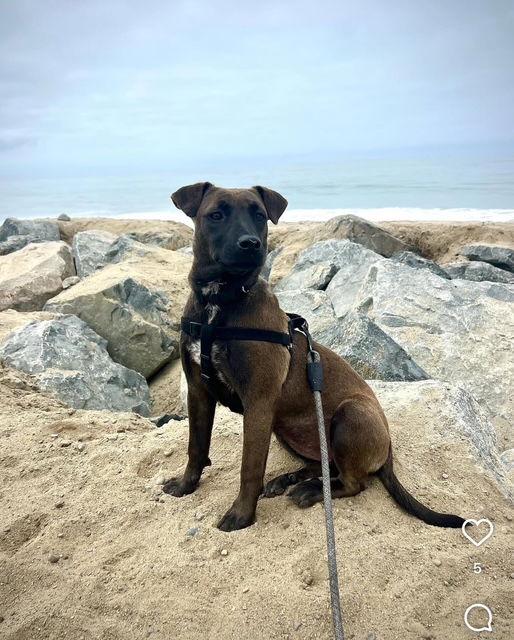Enlarge Jade, a Adoptable Dutch Shepherd in San Juan Capistrano, CA image 2/3