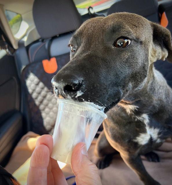 Enlarge Jade, a Adoptable Dutch Shepherd in San Juan Capistrano, CA image 3/3