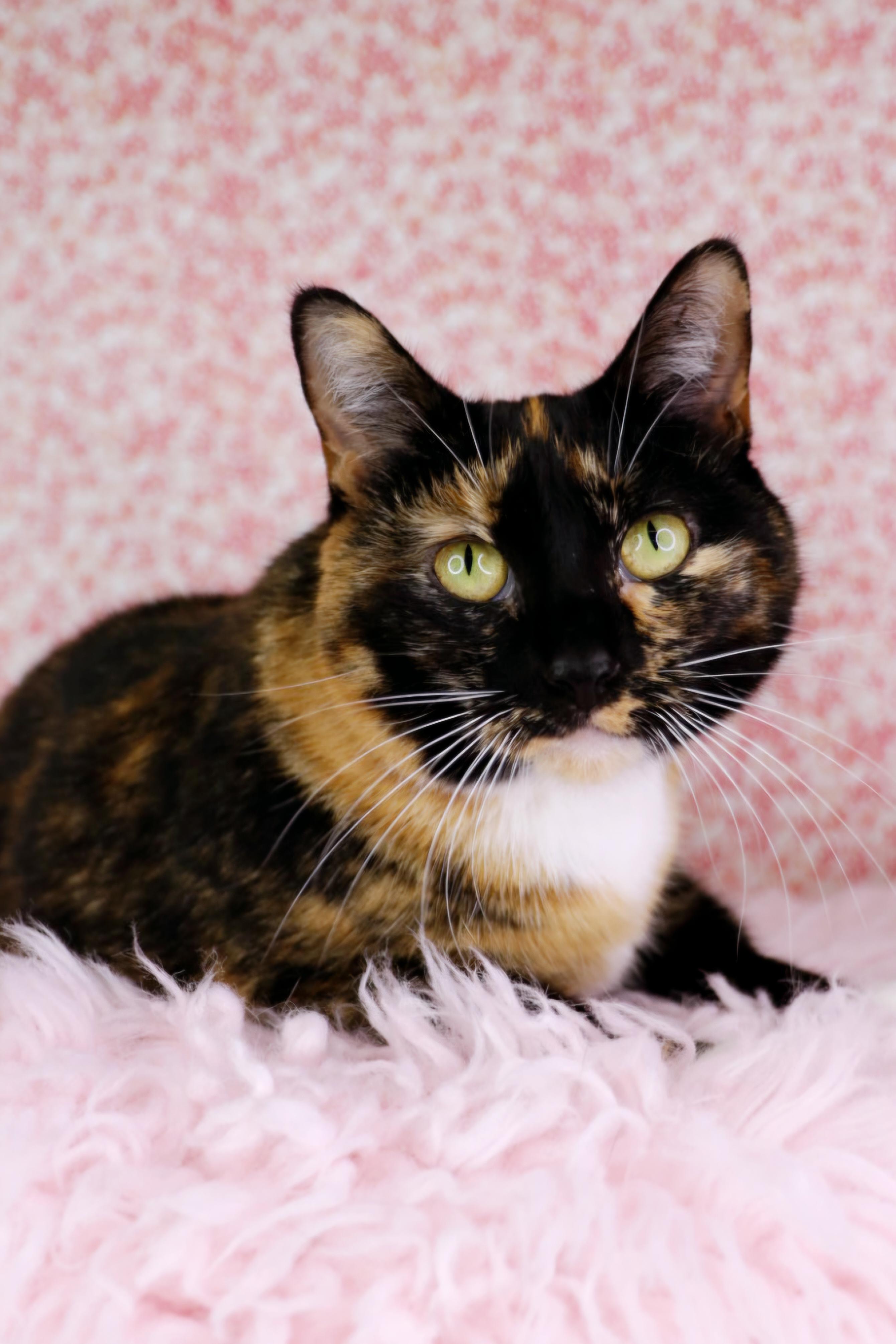 Mocha, ADOPTABLE, Adult Female Calico.