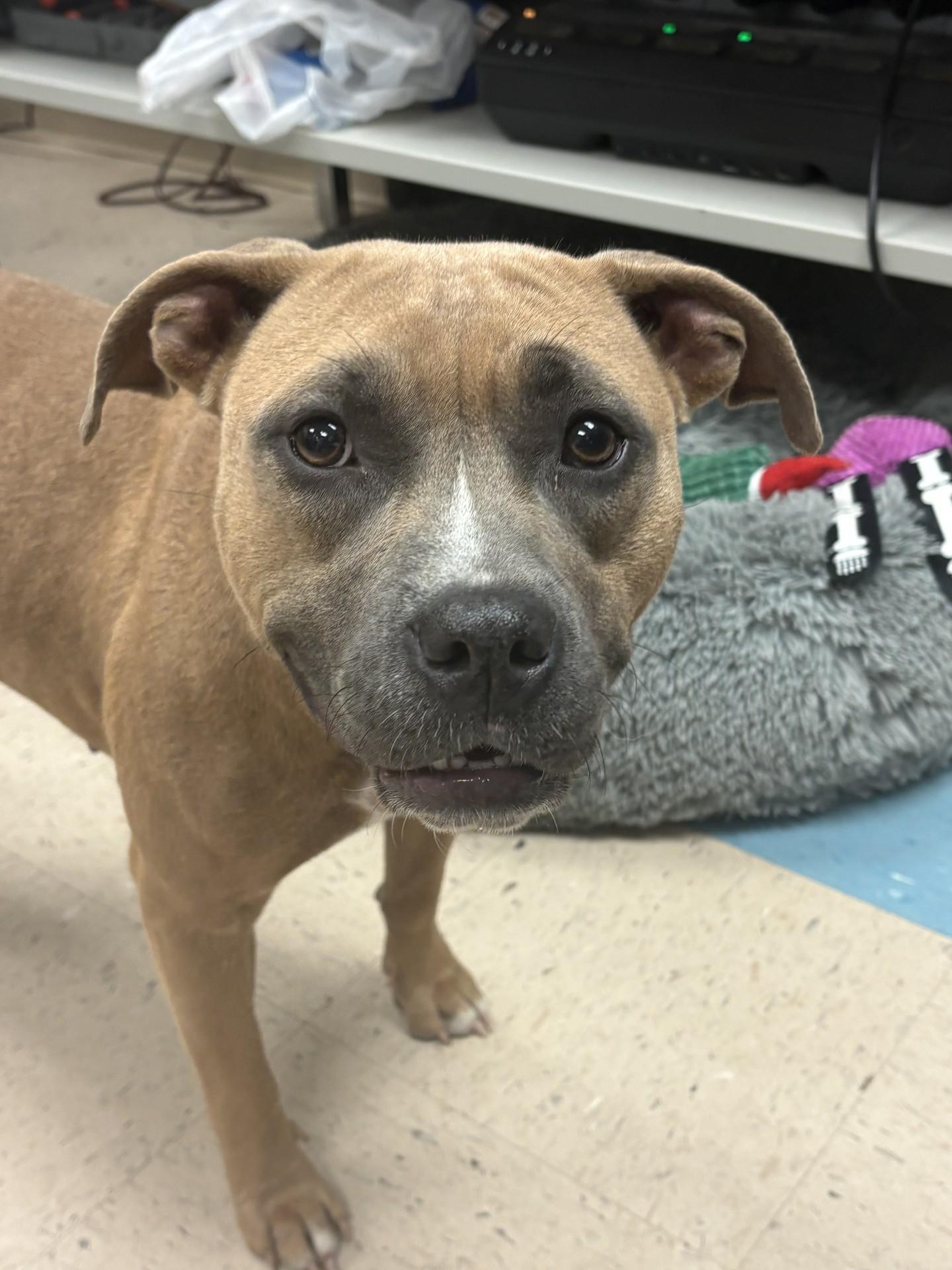 Enlarge Darla, a Adoptable mixed breed in Ashland, VA image 1/4