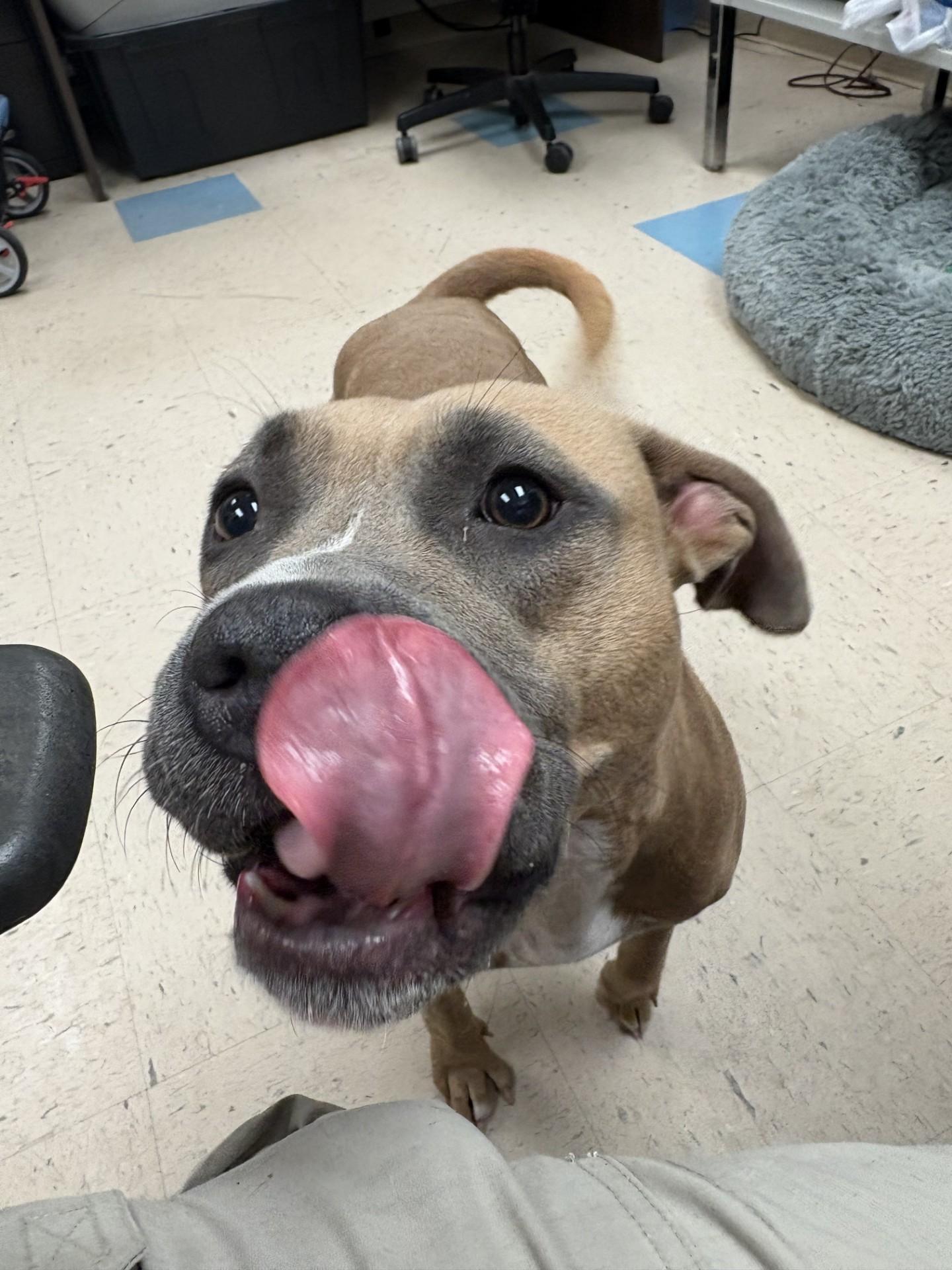 Enlarge Darla, a Adoptable mixed breed in Ashland, VA image 2/4