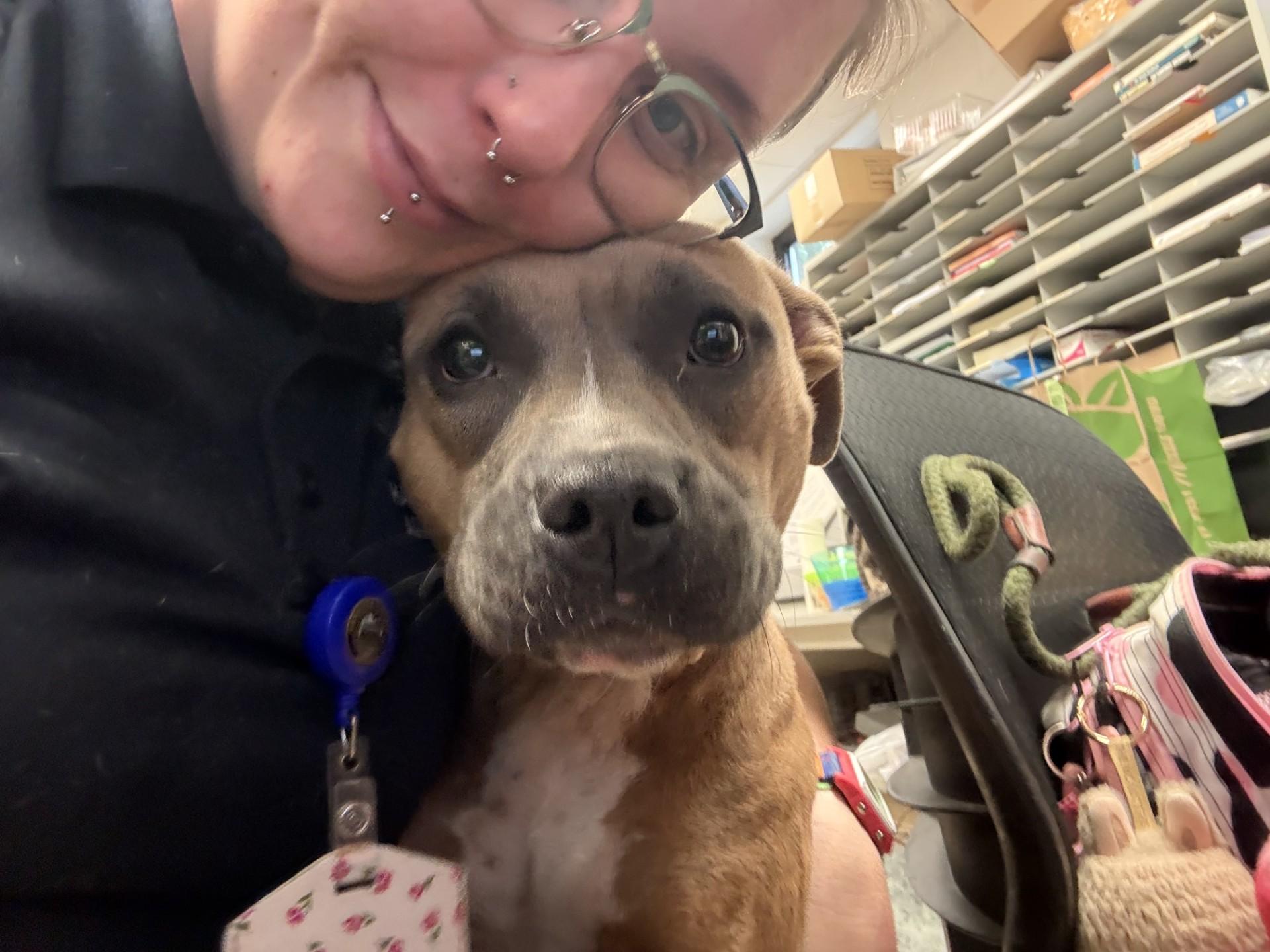 Enlarge Darla, a Adoptable mixed breed in Ashland, VA image 3/4
